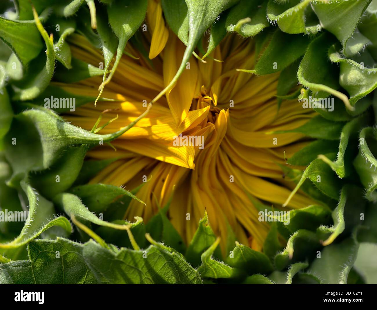 Primo piano di un bocciolo di girasole non aperto Helianthus annuus con petali chiusi prima di sbocciare circondato da bratti verdi. Foto Stock