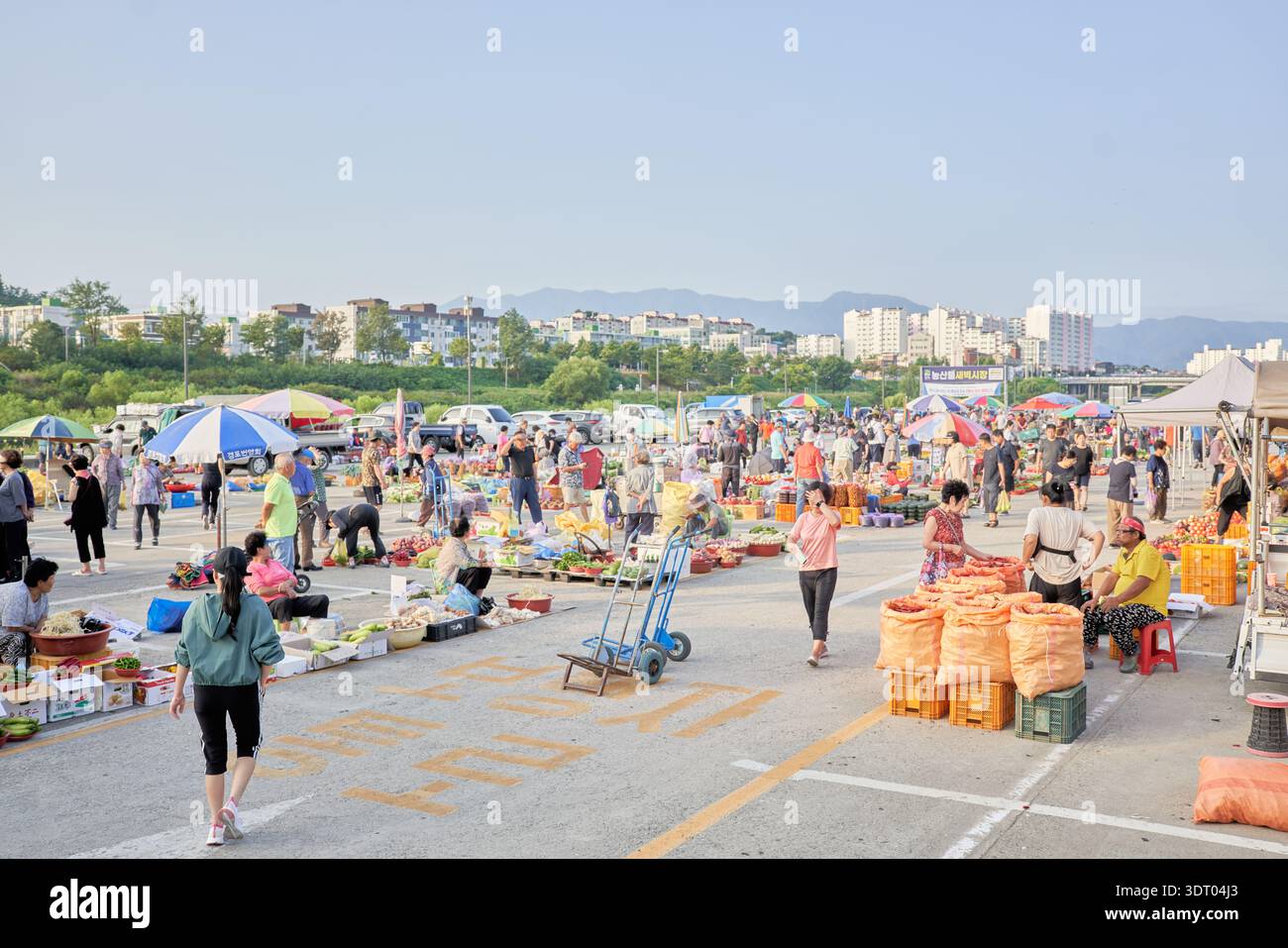 Mercato dell'alba di Gangneung e mercato del pesce di Jumunjin in Corea del Sud. La gente del posto acquista verdure fresche, mele nuove e frutti di mare locali come lo sgombro. Foto Stock