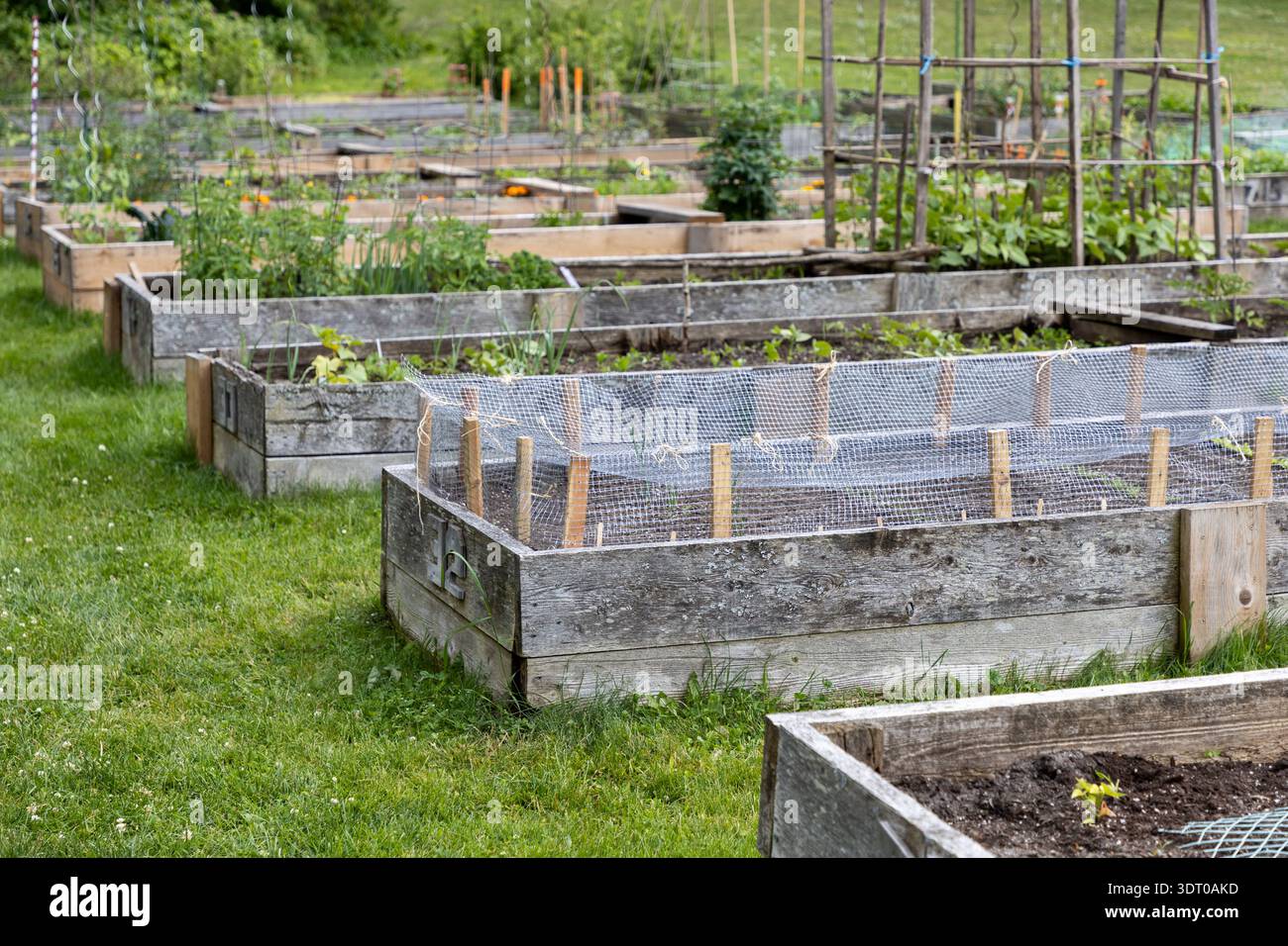 I letti rialzati in legno del giardino sono pieni di verdure in crescita nell'orto comunale situato nel parco pubblico. Foto Stock