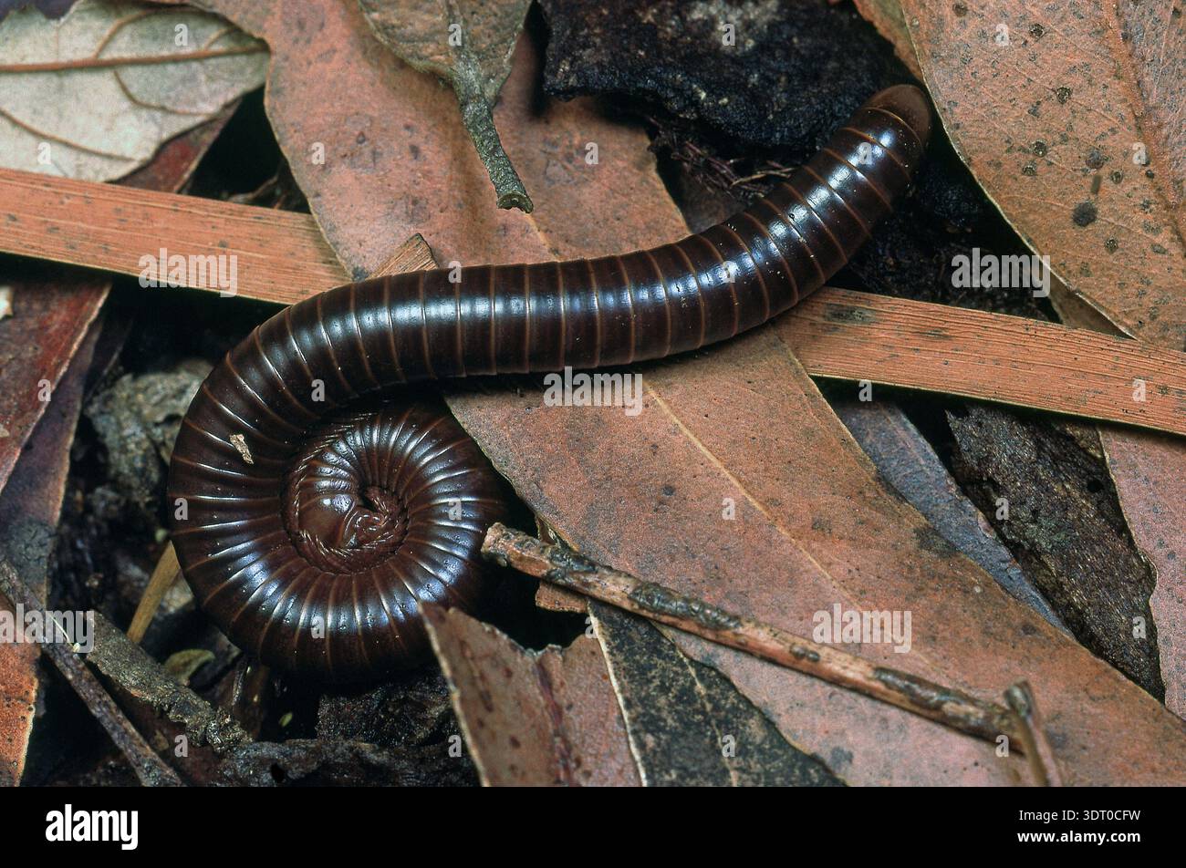 UNA FORESTA PLUVIALE MARRONE MILLIPEDE CHE SI NUTRE DI FOGLIE DI FORESTA, AUSTRALIA. SI NUTRONO DI LEGNO IN DECOMPOSIZIONE, MATERIALE FOGLIARE IN DECOMPOSIZIONE E FUNGHI. AUSTRALIA. Foto Stock
