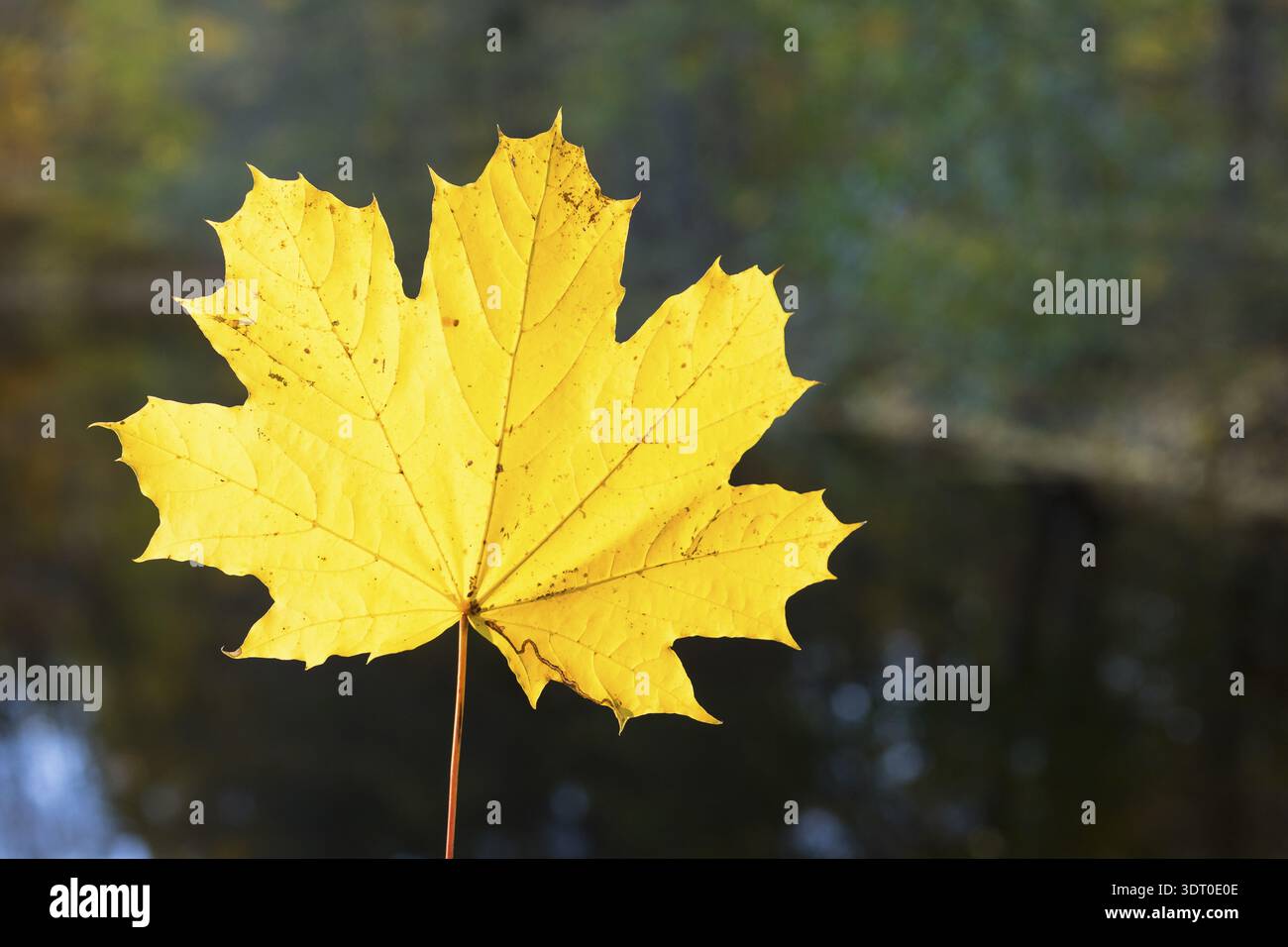 La singola foglia si illumina di giallo al sole, acero (acer), Sassonia, Germania Foto Stock
