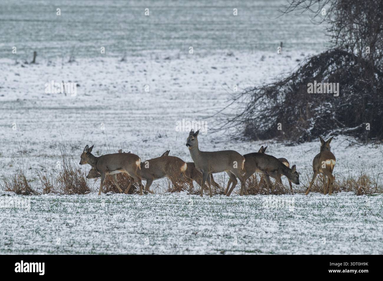 Una mandria di cervi in inverno in un campo ai margini della foresta Foto Stock
