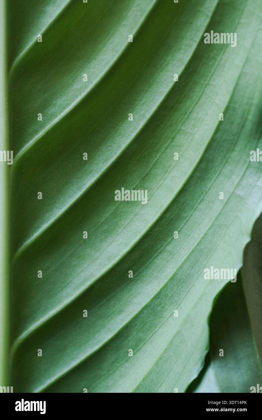 Vista macro di una foglia verde con trama venosa diagonale, orientamento verticale Foto Stock