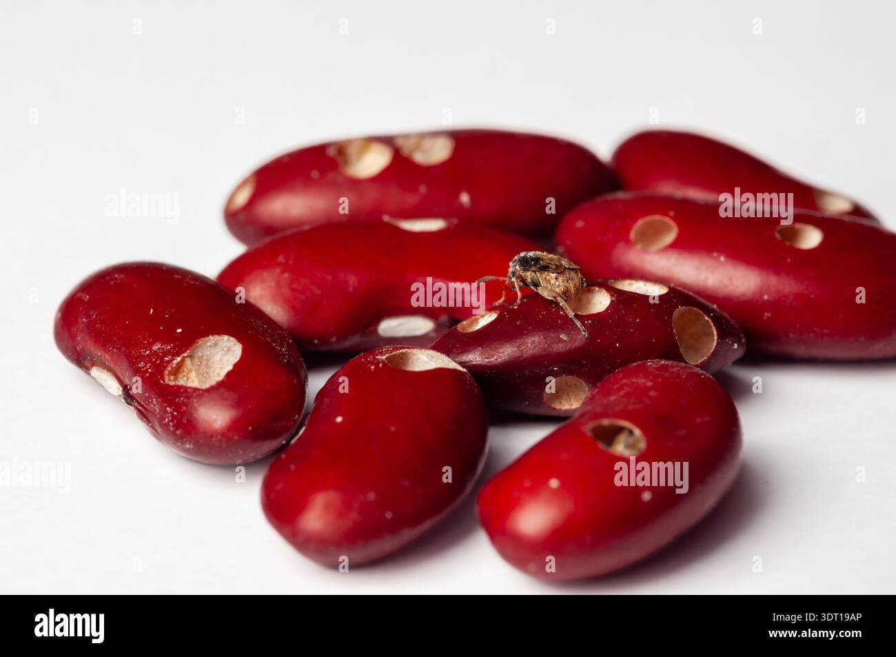 Primo piano sui fagioli rossi, alcuni con danni da Bean weevil, su una superficie bianca, evidenziando potenziali sfide agricole e problemi di sicurezza alimentare Foto Stock