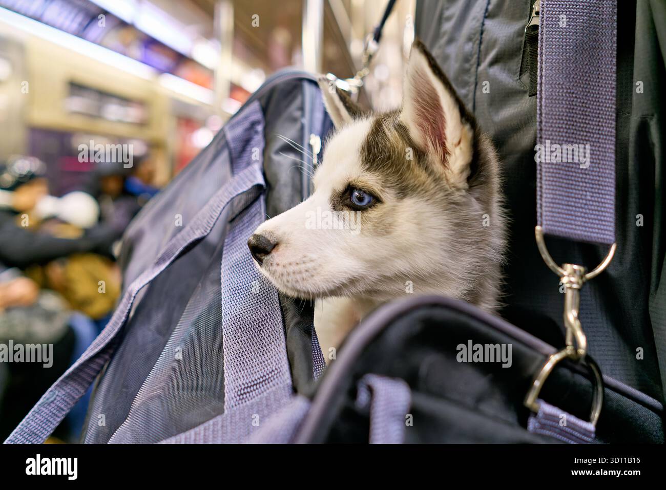 Un cane siede all'interno di una borsa mentre viaggia sulla metropolitana di Manhattan. I pendolari sono seduti nelle vicinanze mentre il treno si muove. Foto Stock