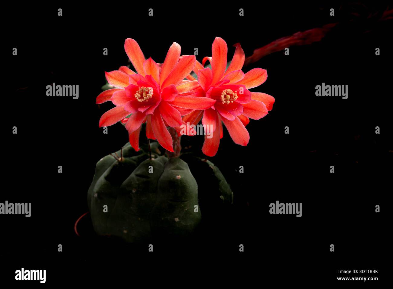 (Zygocactus) Schulumberera bellissimo cactus rosso di Natale Foto Stock