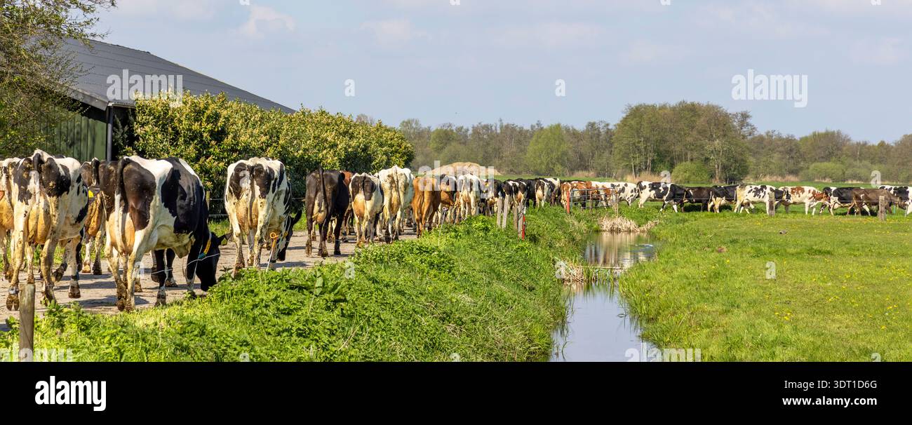 Branco di mucche camminano di fila, in fila, una dietro l'altra, una dopo l'altra, in sequenza, alla fine, in un unico file Foto Stock