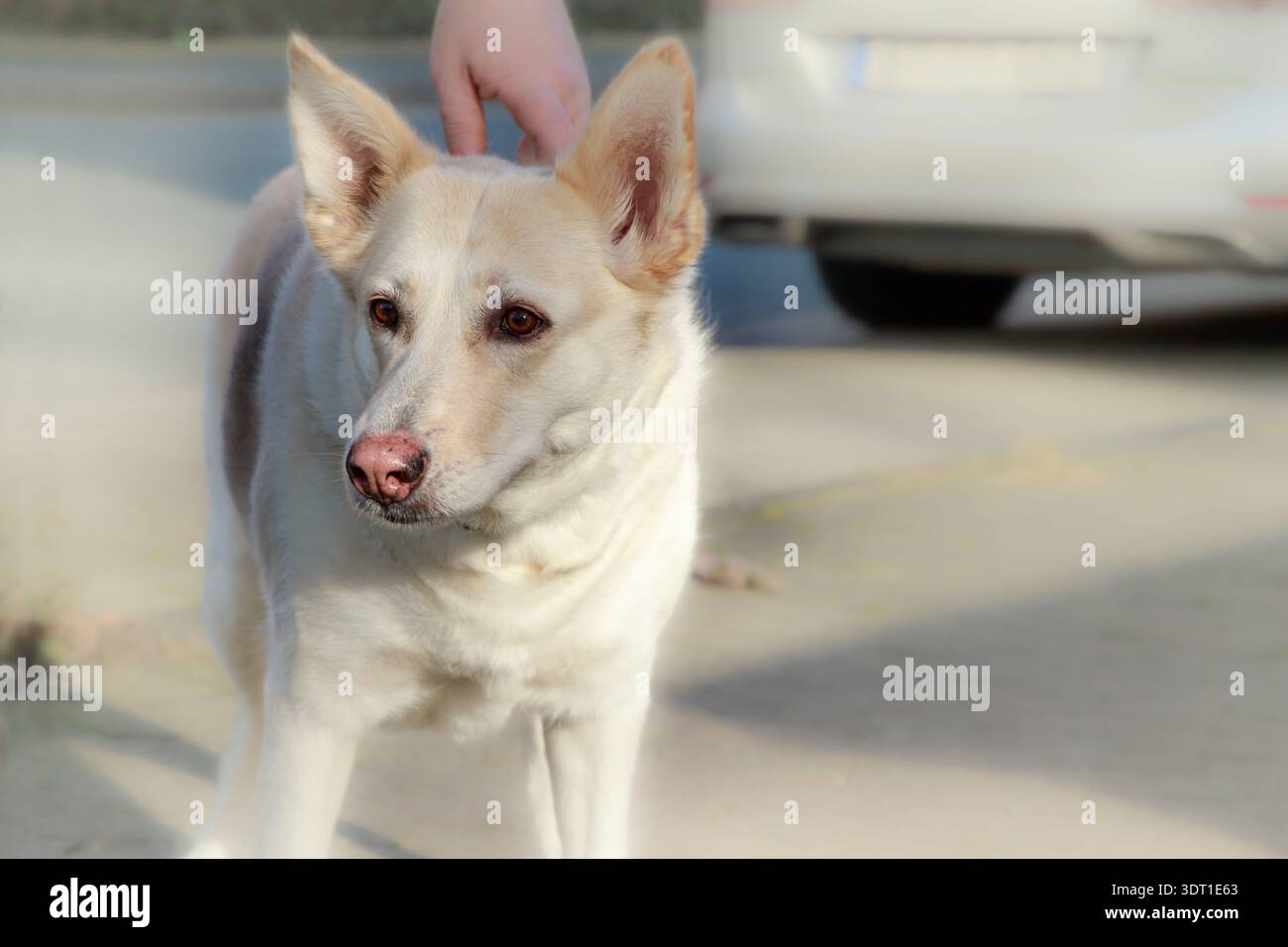 Cane femmina maturo (10 anni) con naso rosa all'aperto in piedi per strada. Mescola il pastore tedesco e il primo piano degli husky. Cane ritratto Foto Stock
