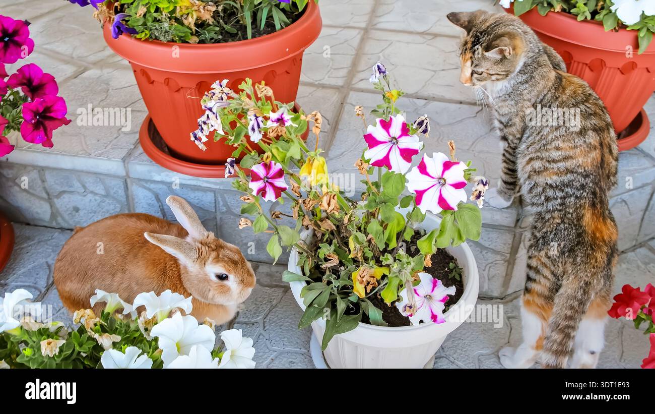 Un coniglietto pasquale decorativo marrone si nasconde tra vasi di petunie. Un giocoso gattino Tabby si siede in un'imboscata e guarda un coniglio nascosto. La caccia Foto Stock