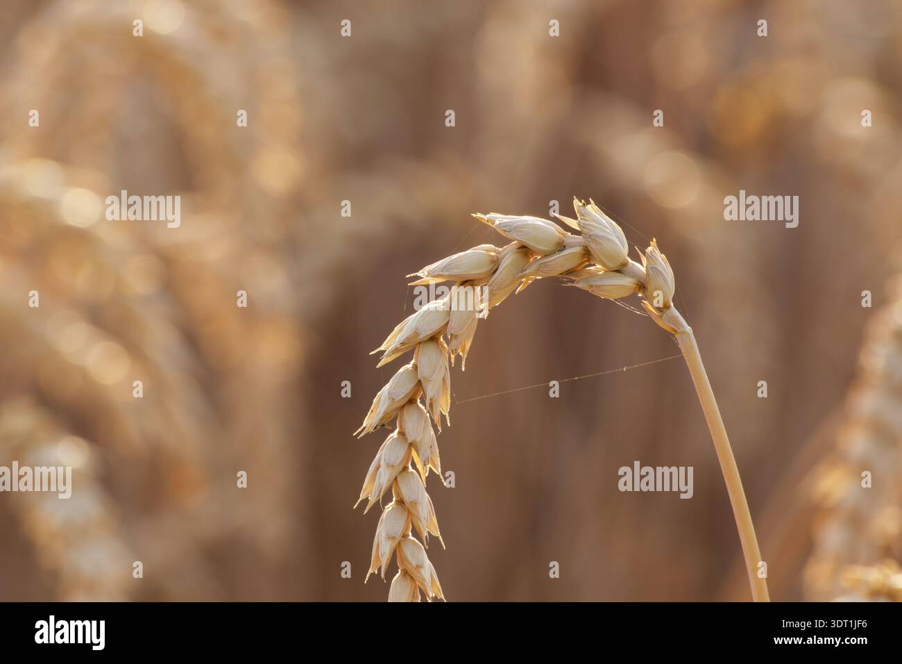 Primo piano di un orecchio di frumento maturo curvato con fili di seta a ragno fine, profondità di campo ridotta, sfondo dorato del campo agricolo. Foto Stock