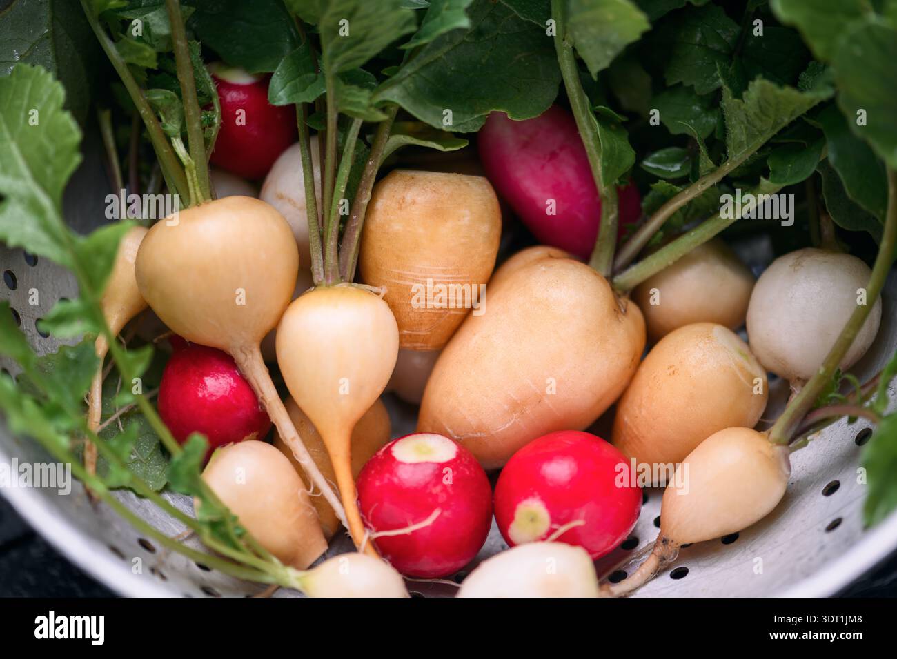 Ravanelli appena raccolti con verdure in un colino rustico da cucina, colpo sopra la testa. Raccolto primaverile biologico per un'alimentazione pulita e un'agricoltura locale Foto Stock