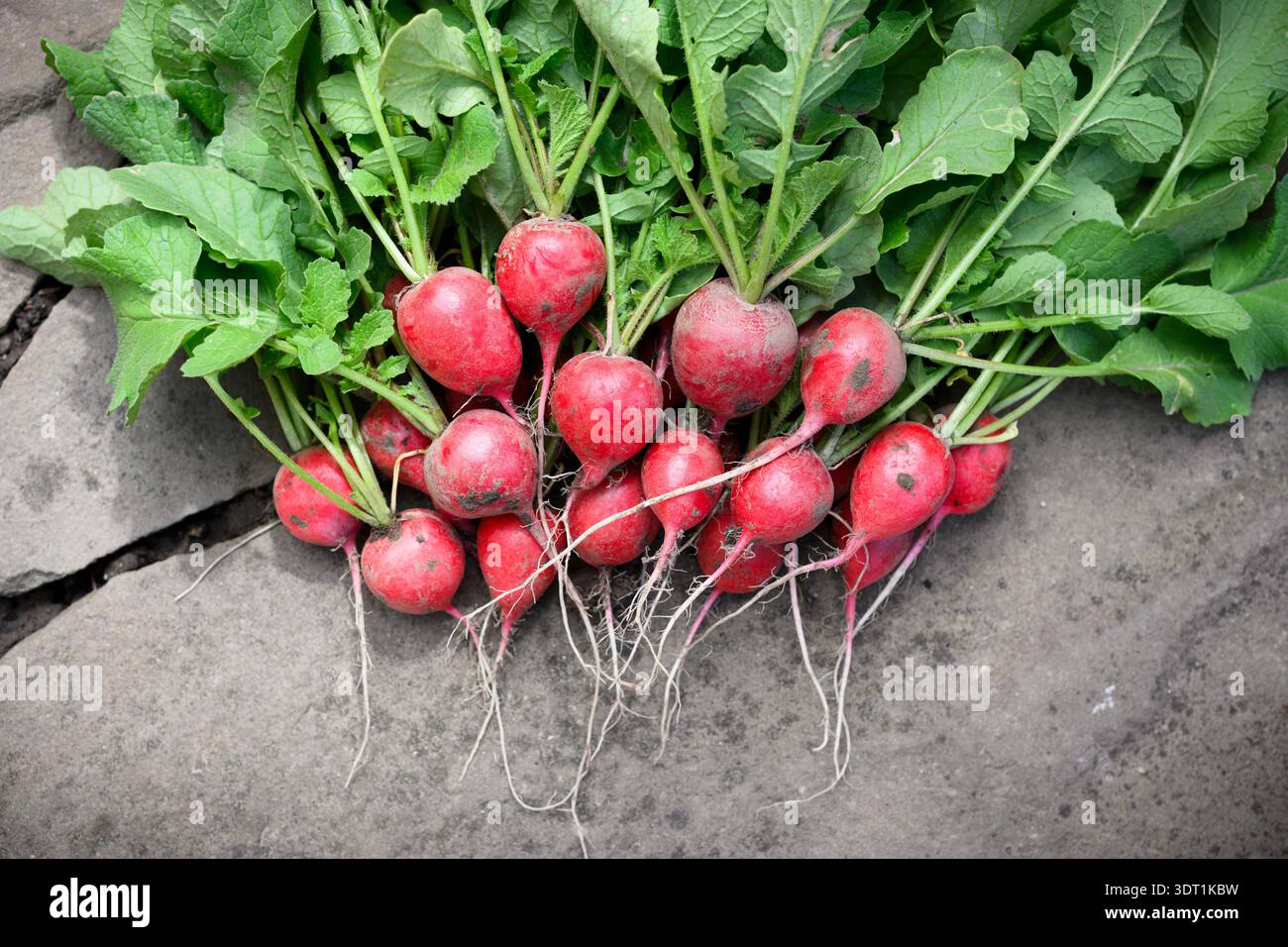 Un mucchio di ravidi freschi con tracce di terreno e cime frondose sul marciapiede. Verdure crude per il giardinaggio, il raccolto e lo stile di vita ecologico Foto Stock