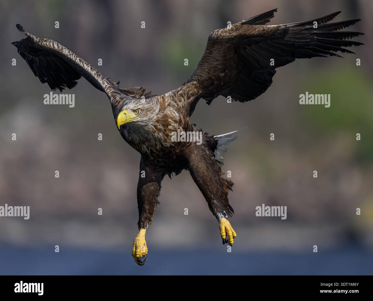Un'aquila dalla coda bianca si prepara a raccogliere un pesce dal mare Foto Stock