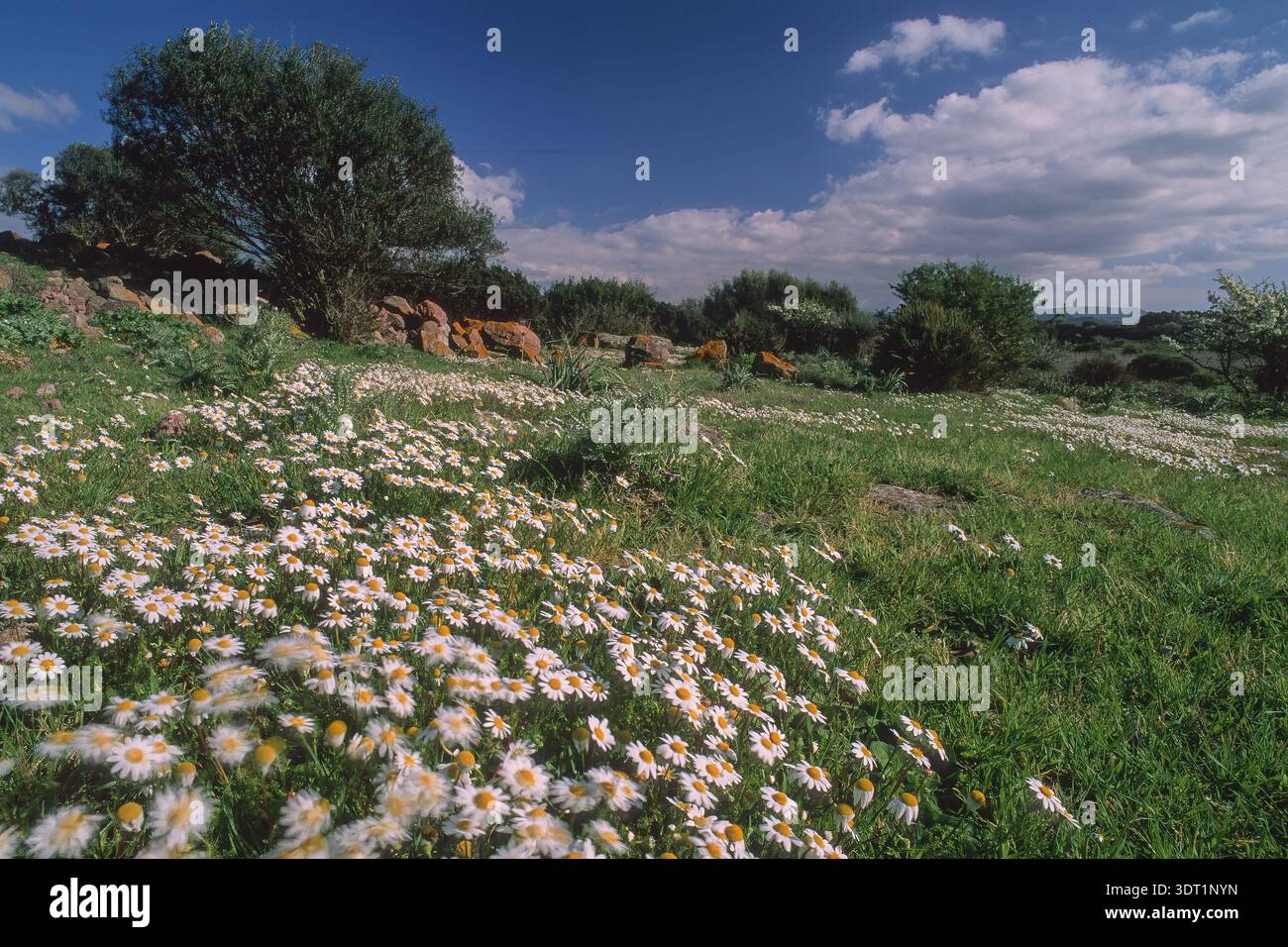 Prato con margherite (Bellis perennis) e olivastro (Olea europaea). Alghero, Sardegna, Italia. Erba verde con margherite e olivo. Alghero, Sardi Foto Stock