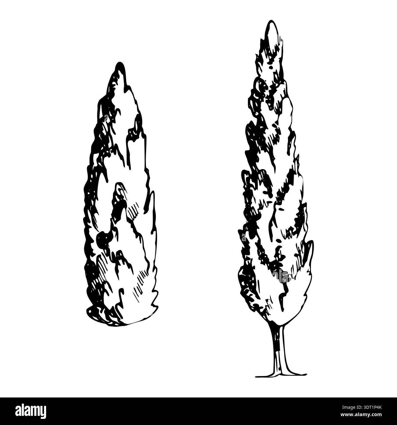 Cipresso classico, pioppo con corona affusolata, atmosfera mediterranea tranquilla. Disegno a mano nell'illustrazione del vettore di inchiostro. Design scenografico, grafica ecocompatibile Illustrazione Vettoriale