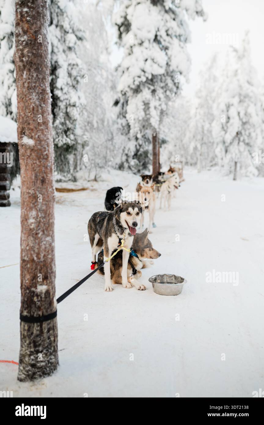 Husky slitta trainata da cani in Lapponia, Finlandia 8 Foto Stock