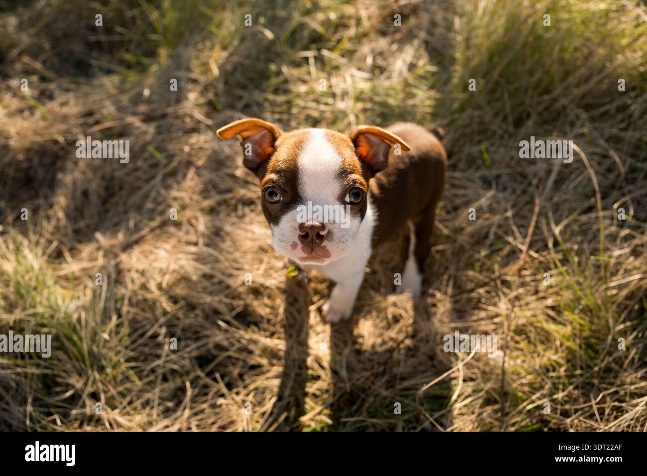 Primo piano di Boston terrier cucciolo con bellissimi occhi giganti Foto Stock