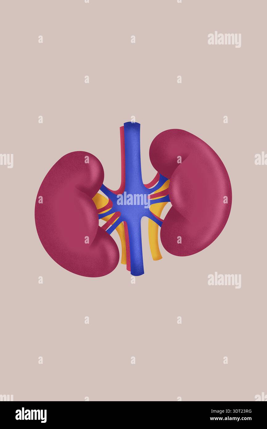 Anatomia Dei Reni Immagini E Fotografie Stock Ad Alta Risoluzione Alamy