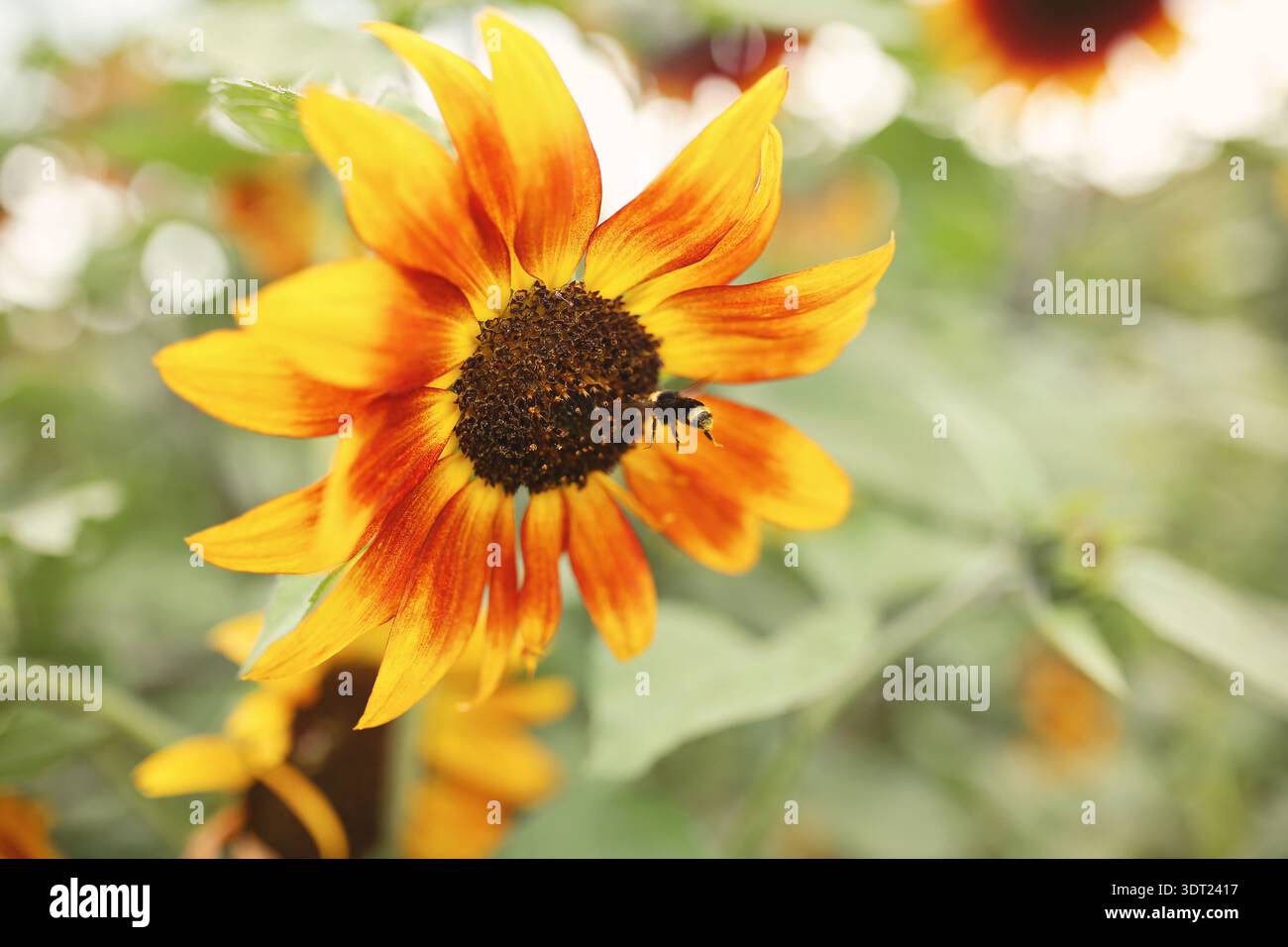 Impollinazione di piante e fiori Foto Stock