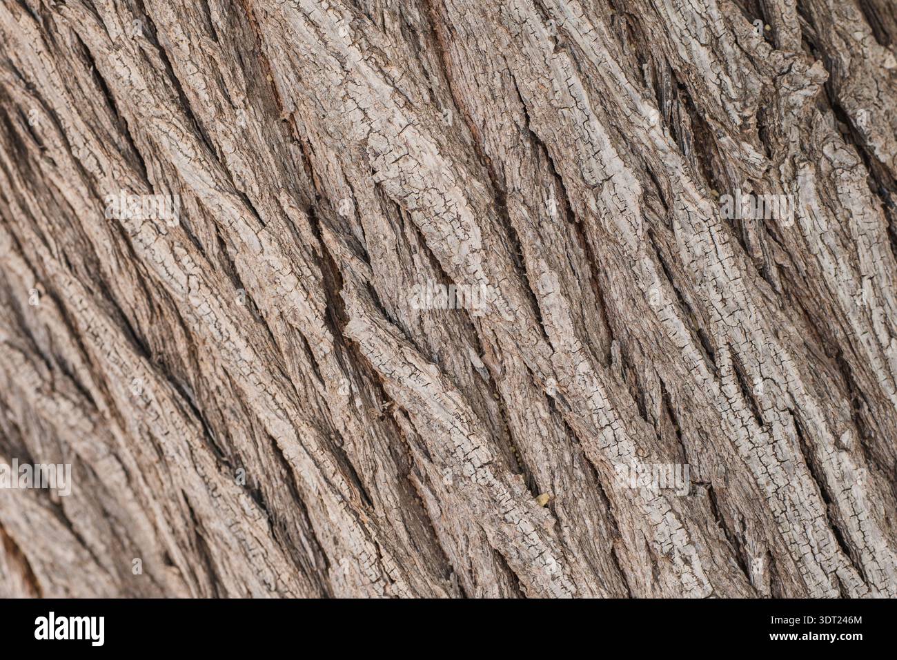 Primo piano dettagliato di corteccia di alberi ruvida che mostra texture e motivi intricati. La superficie marrone rivela la bellezza aspra e naturale dei tronchi d'albero i. Foto Stock