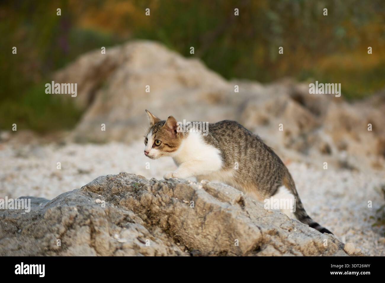 Il gatto domestico si trova su un terreno roccioso all'aperto. Scena animale naturale adatta a contenuti legati alla natura e alla fauna selvatica. Foto Stock