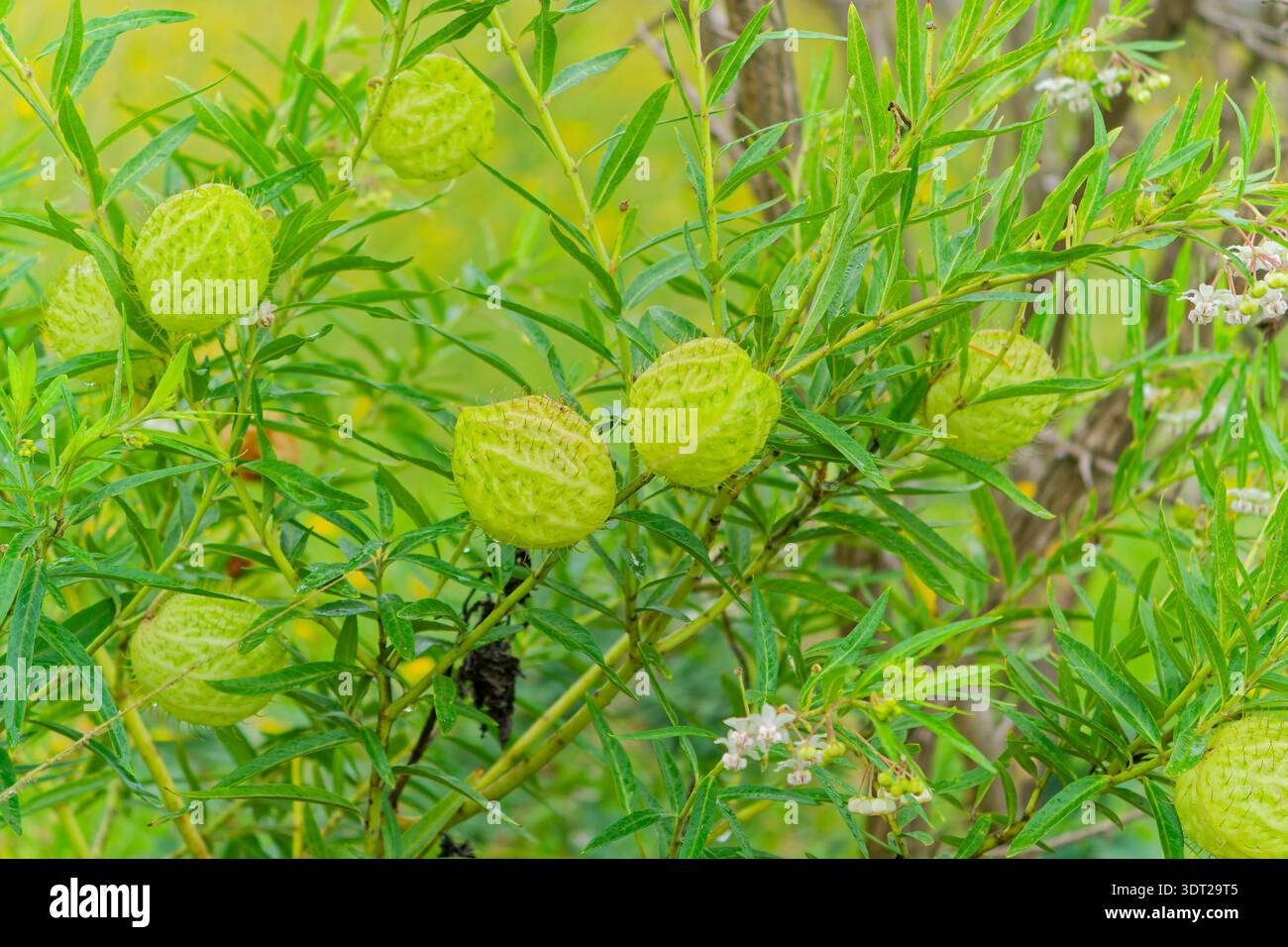 Impianto di palloncini, Gomphocarpus physocarpus, alghe munte di palloncino, baccelli di semi di palloncino su arbusto nell'habitat naturale, iSimangaliso Wetland Park KwaZulu Foto Stock