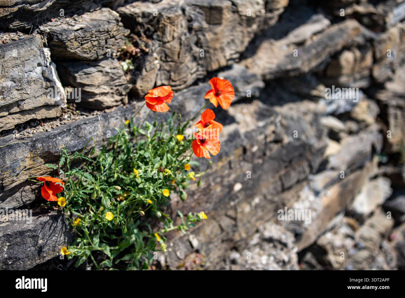 Un primo piano di Papaver dubium che cresce dalla roccia, un papavero dalla testa lunga. Foto Stock