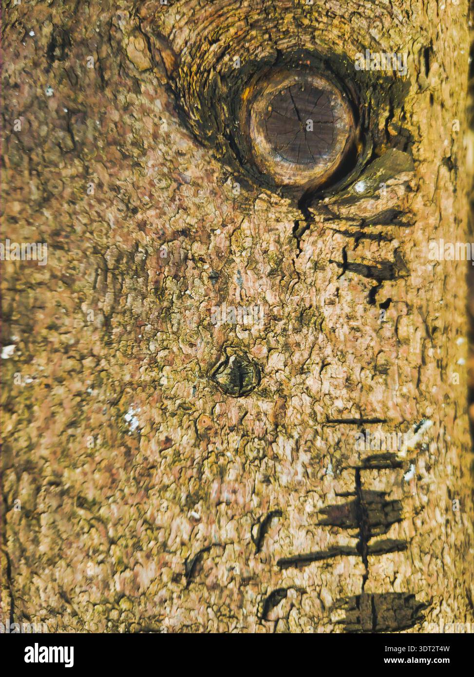 Una vista macro dettagliata di un tronco di albero che mostra la complessità delle scaglie di corteccia e un nodo di legno prominente illuminato dalla luce calda del sole in una fores di Budapest Foto Stock