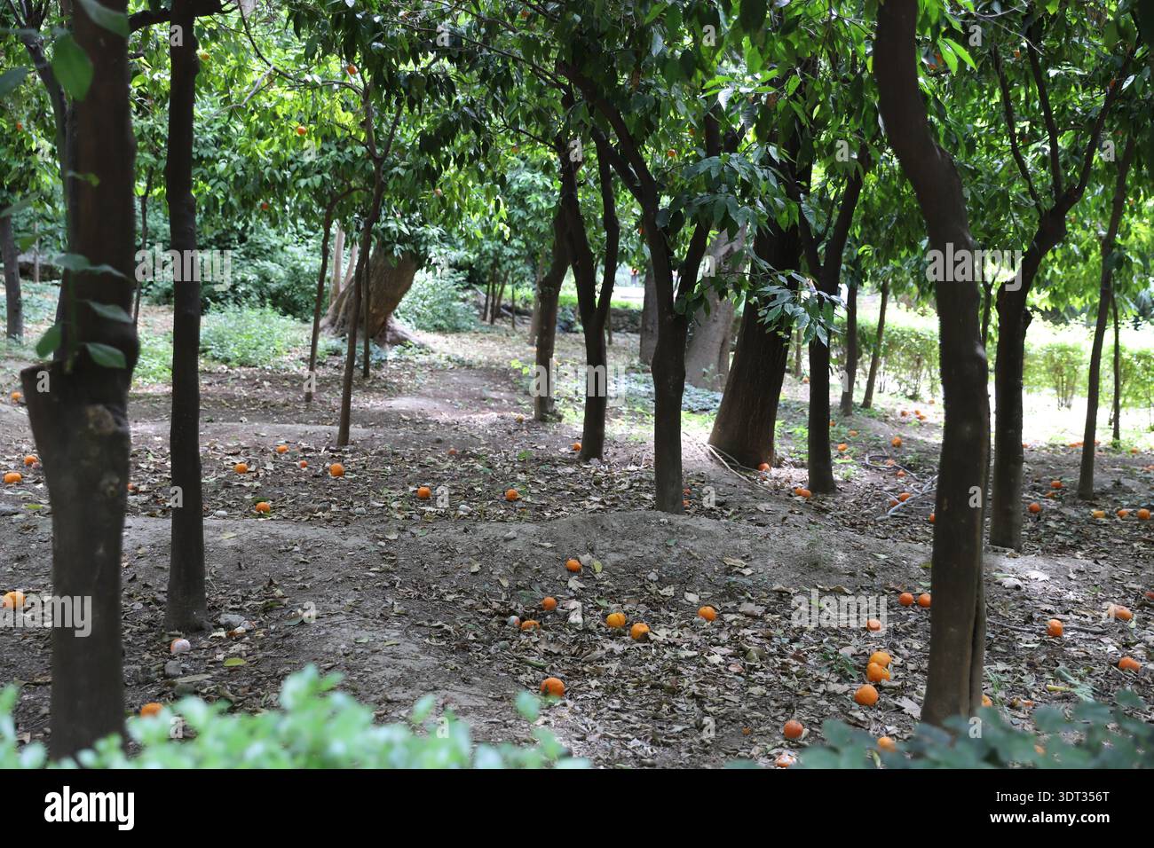 Arance cadute sparse per terra in agrumeti sotto gli alberi Foto Stock