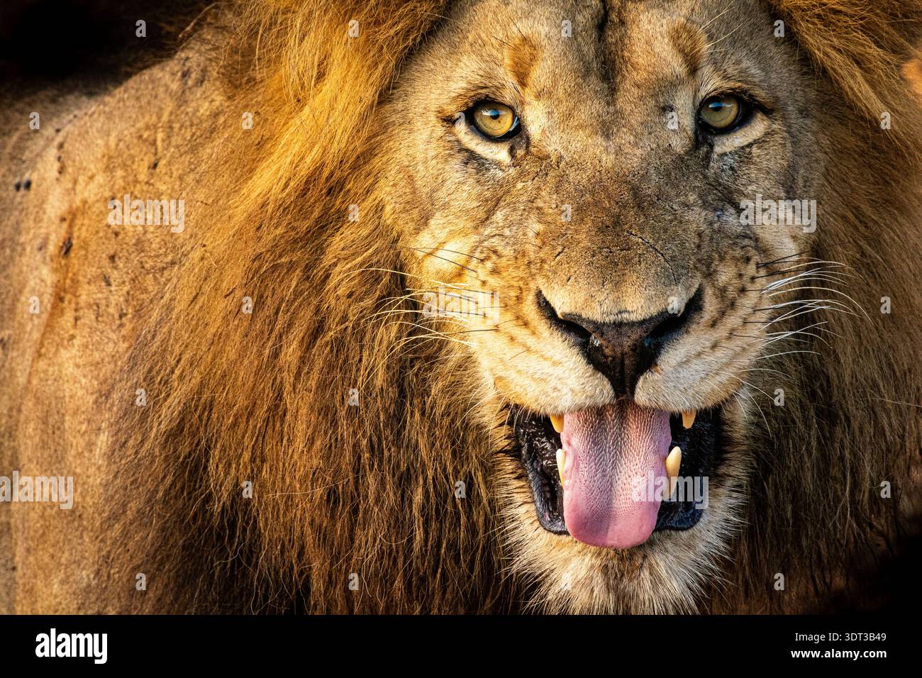 Primo piano di un leone africano selvaggio che fissa la bocca aperta nella fotocamera. Foto Stock
