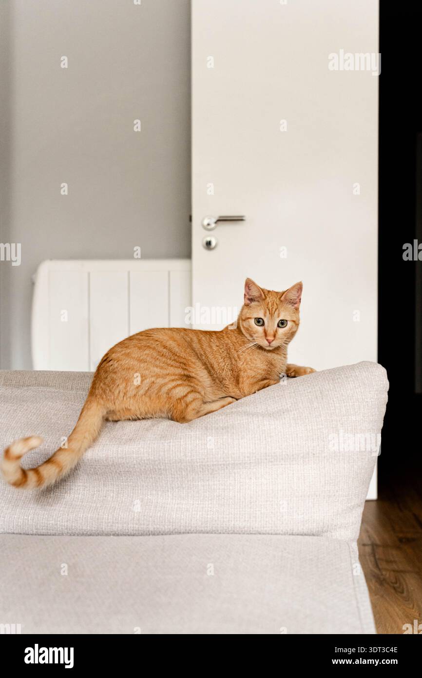 Un gatto tabby arancione che si trova sul retro di un divano bianco in un interno minimalista che guarda la fotocamera in una luce naturale soffusa Foto Stock