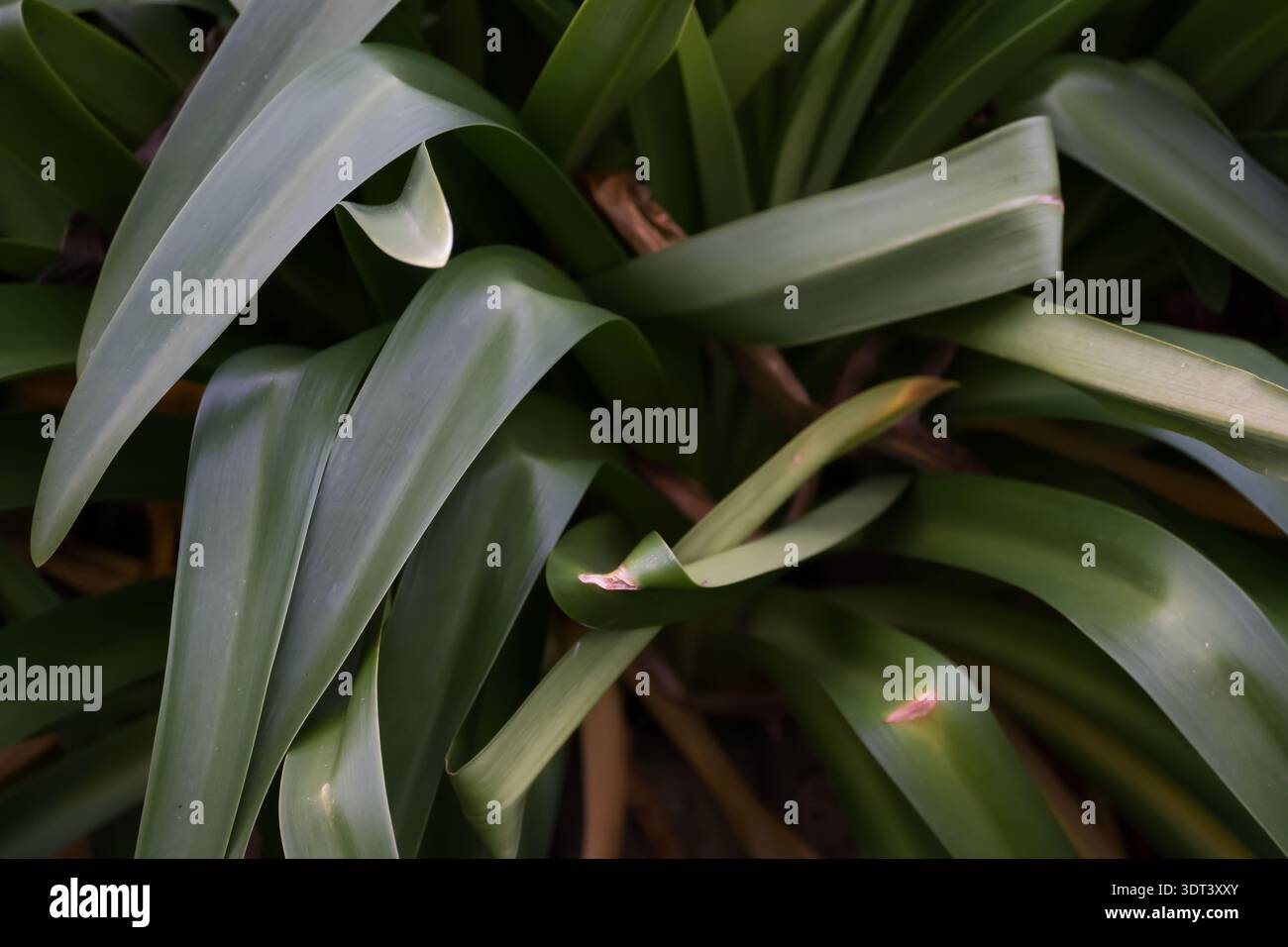Una macro fotografia che evidenzia le linee eleganti e le texture lisce delle foglie e dei gambi di agapanto, rivelando un'interpretazione minimalista e organica Foto Stock