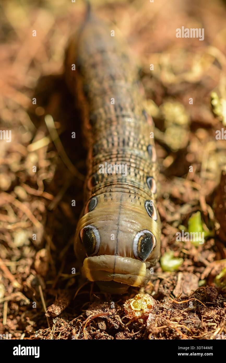 Tersa Sphinx Moth caterpillar per il foraggio alimentare. Foto Stock