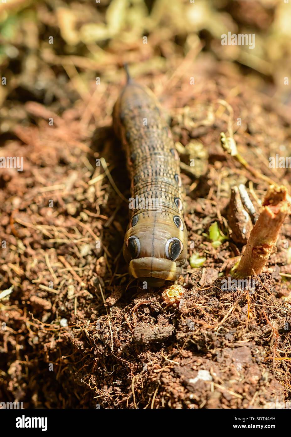 Tersa Sphinx Moth caterpillar per il foraggio alimentare. Foto Stock