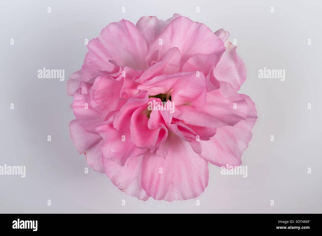 Fiore di garofano rosa per il matrimonio, delicati volant che creano un motivo boutonniere con una luce soffusa e romantica e un leggero luccichio, ideale per gli sposi Foto Stock
