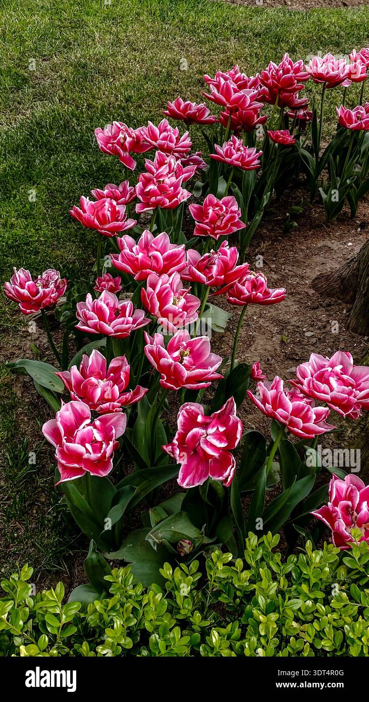 Tulipi doppi rosa e bianchi con petali a strati e increspati che fioriscono tra il fogliame verde in un giardino paesaggistico primaverile. Foto Stock