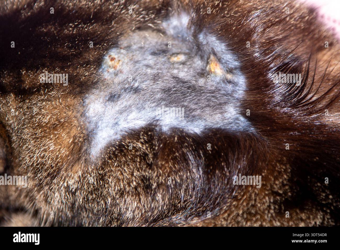 Allergia alimentare che si è già trasmessa sulla pelliccia del gatto. Fora sul garrese. Malattia della pelle in un animale domestico domestico Foto Stock
