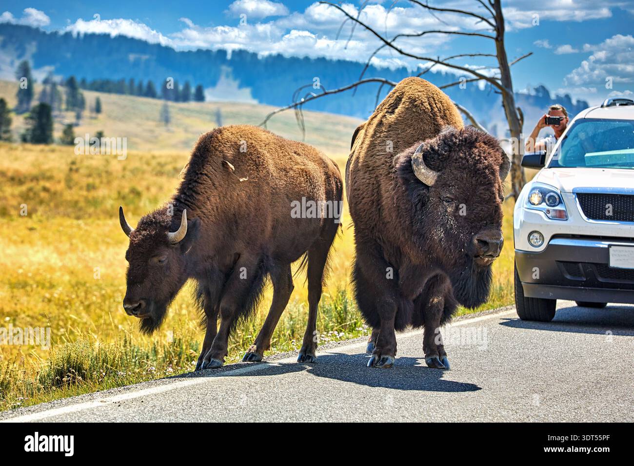 Un turista scatta una foto dei bisonti mentre attraversano la strada nel parco nazionale di Yellowstone, Wyoming. La scena della fauna selvatica mostra la natura in azione. Foto Stock
