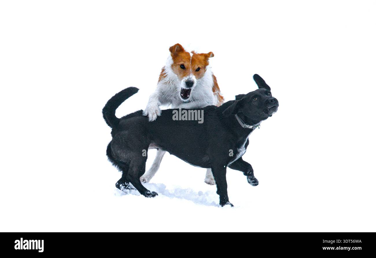 Un cane nero e un cane rosso, terriers, giocano sulla neve su uno sfondo bianco. Animali domestici. Foto Stock