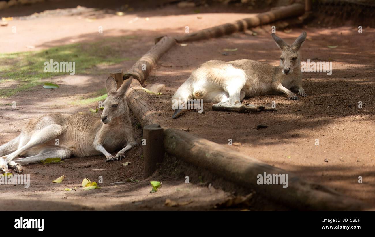 La fauna nativa australiana incontra due canguri che riposano su un terreno di terra rossa in Australia per le guide di viaggio e la promozione del parco zoologico che mostra un vero nativo Foto Stock