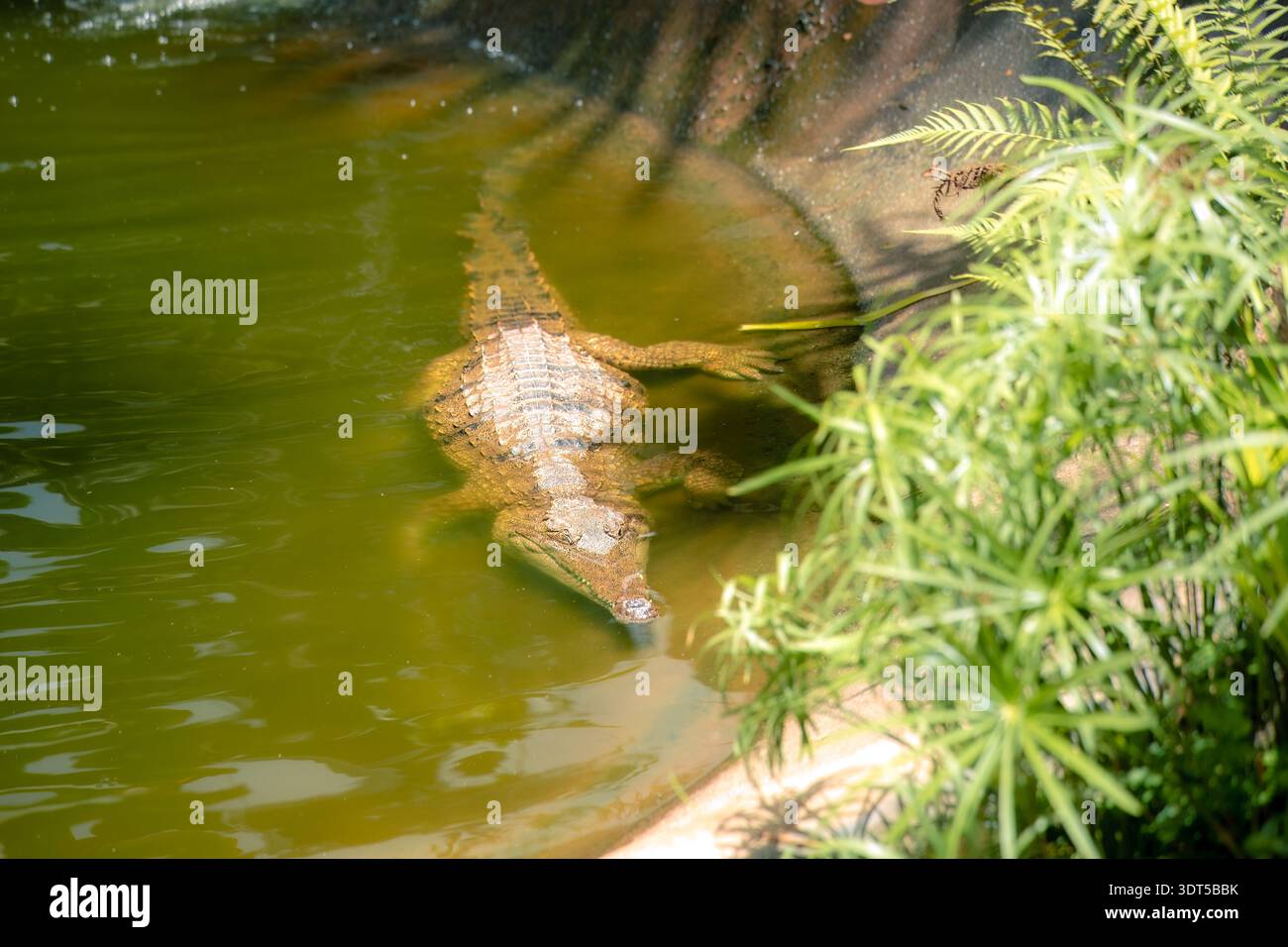 Un vero animale - un coccodrillo australiano, parzialmente sommerso in acqua verde e nascosto dai foglietti circostanti - per campagne di conservazione e fauna selvatica Foto Stock
