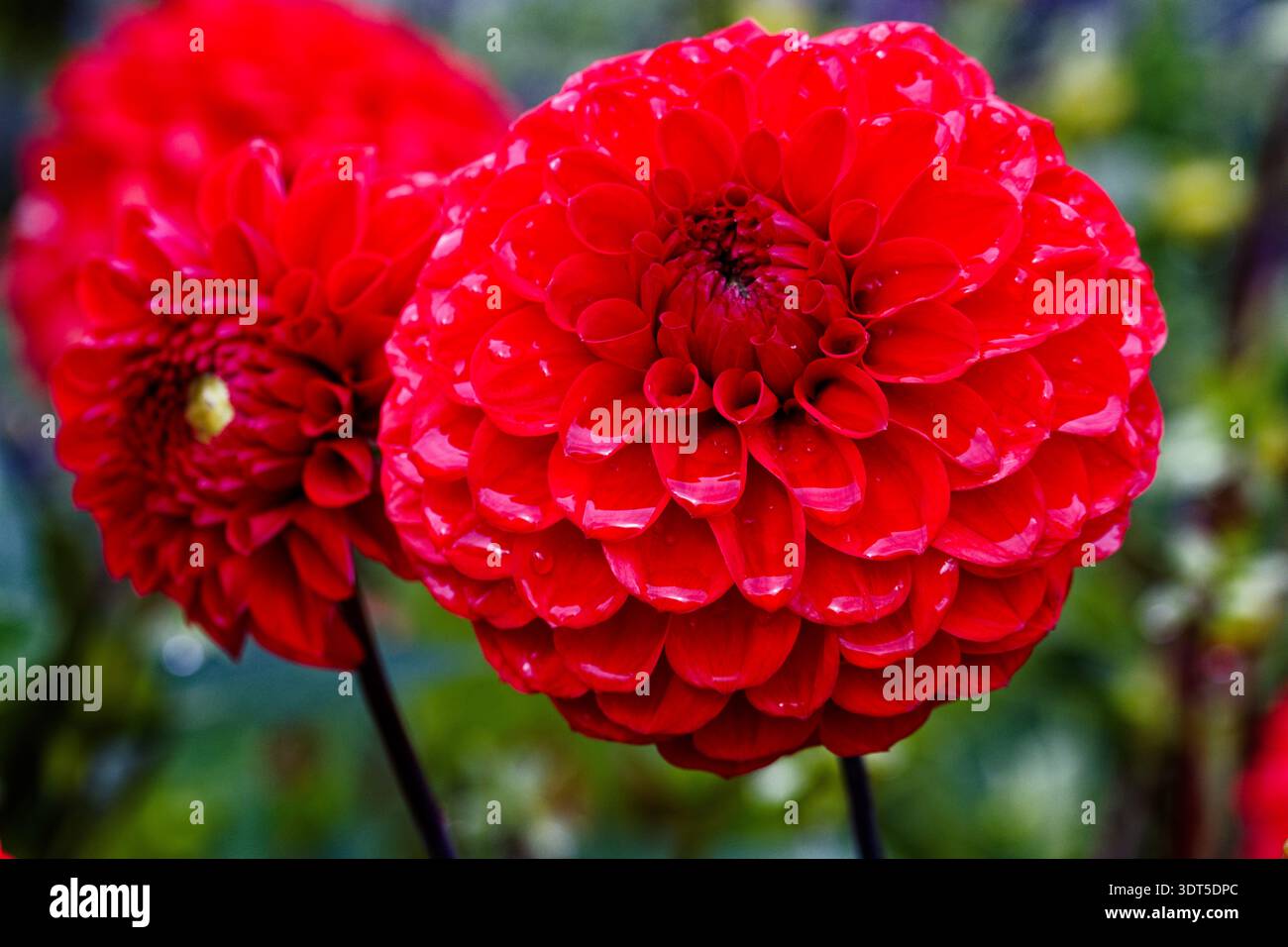 Dahlia Tui Connie: I Dahlia sono tuberosi con radici perenni con foglie pinnamente divise e soffici fiori, doppi in molte cultivar, in estate. Foto Stock