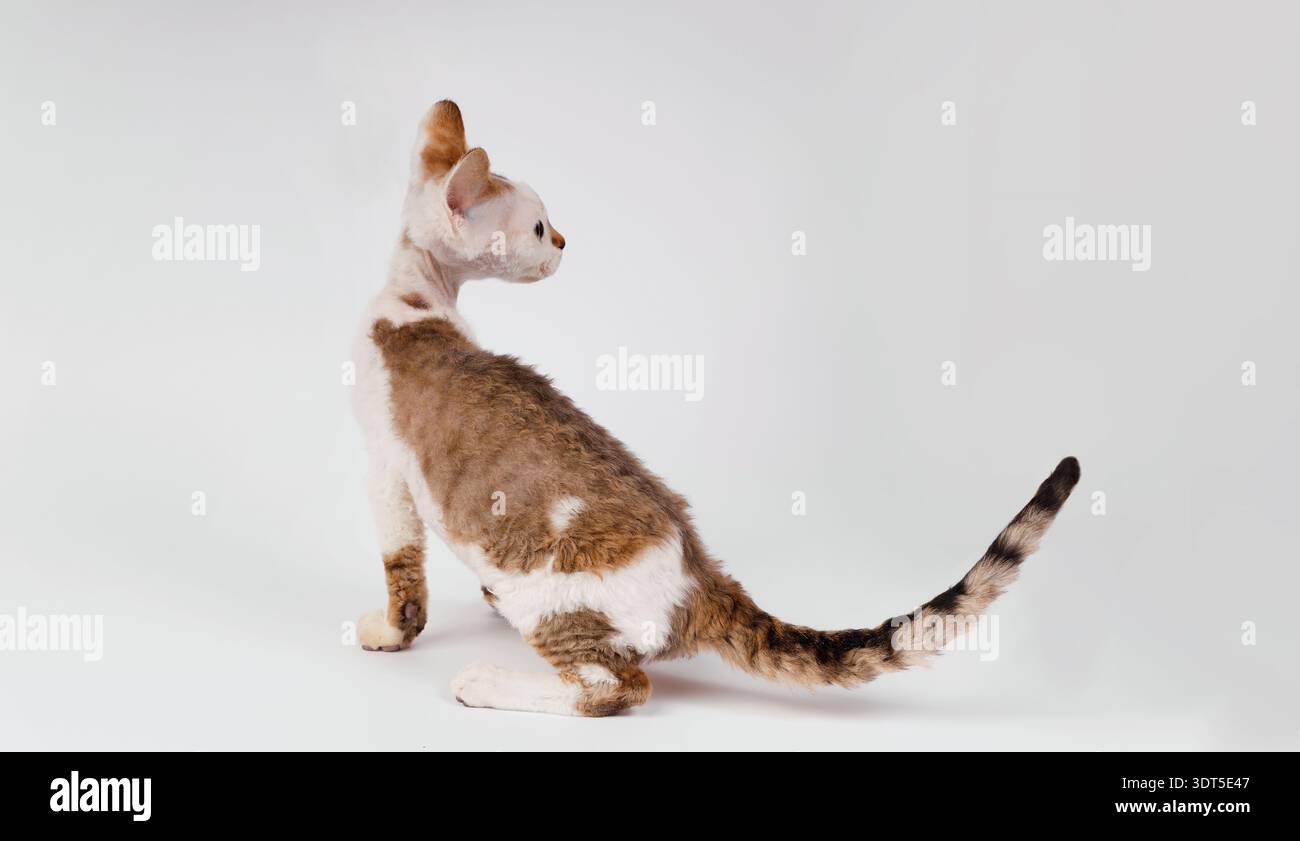 Vista posteriore di un gattino Devon Rex che mostra pelliccia riccia Foto Stock