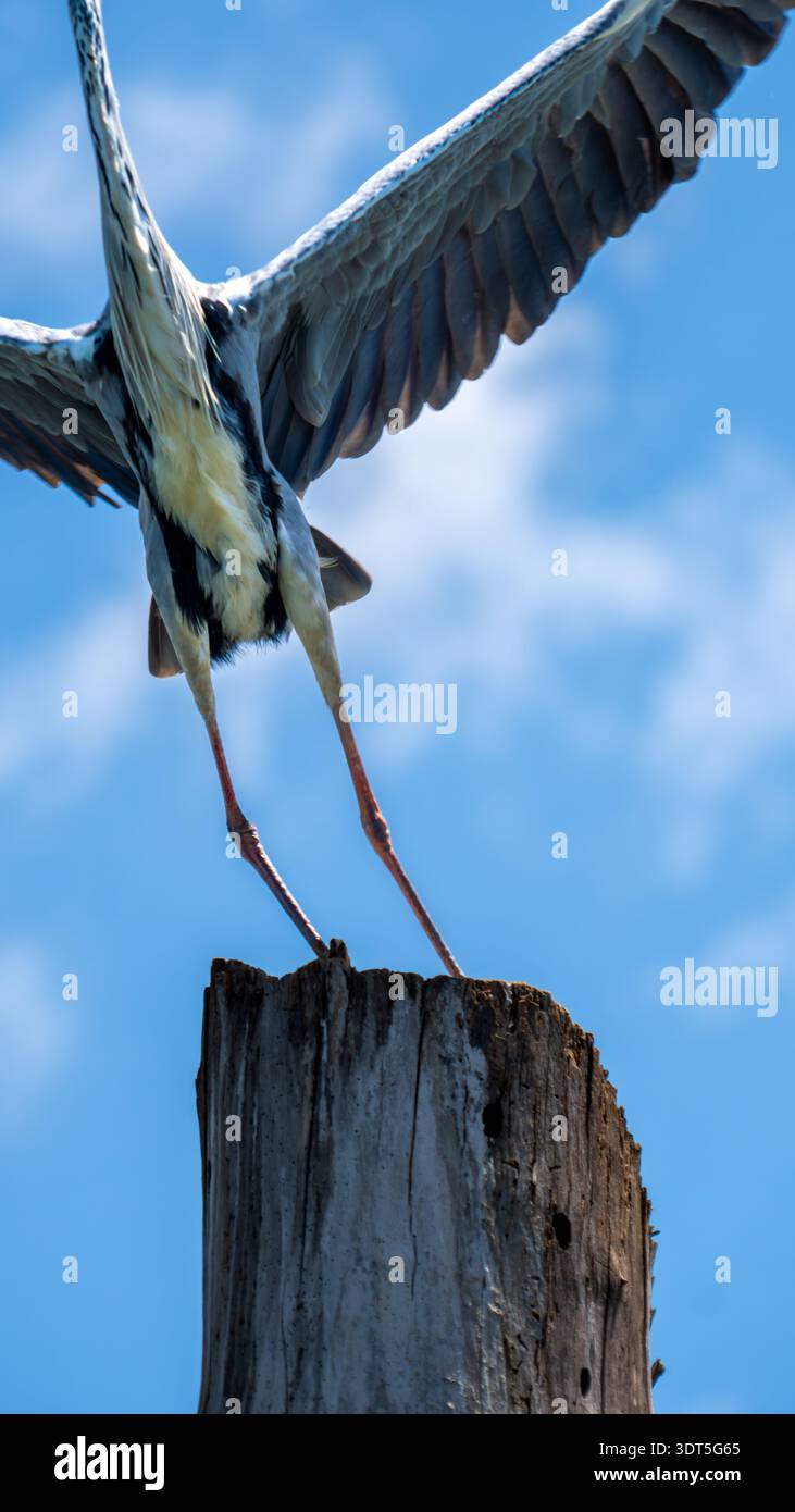 Uccelli africani esotici appollaiati e volanti attraverso il paesaggio, evidenziando la ricca fauna selvatica africana. Foto Stock