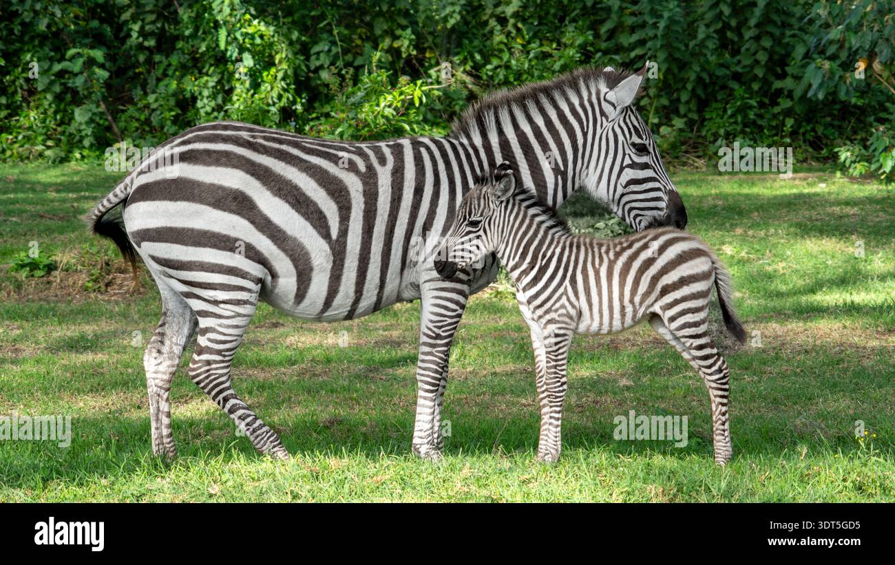 Zebra madre e puledro sulla savana illuminata dal sole dell'Africa orientale. Iconica fauna africana nel suo ambiente naturale. Foto Stock