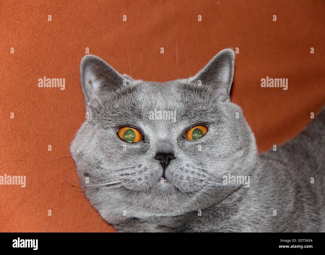 Il gatto britannico shorthair sorpreso con gli occhi color ambra su sfondo arancione. Foto Stock