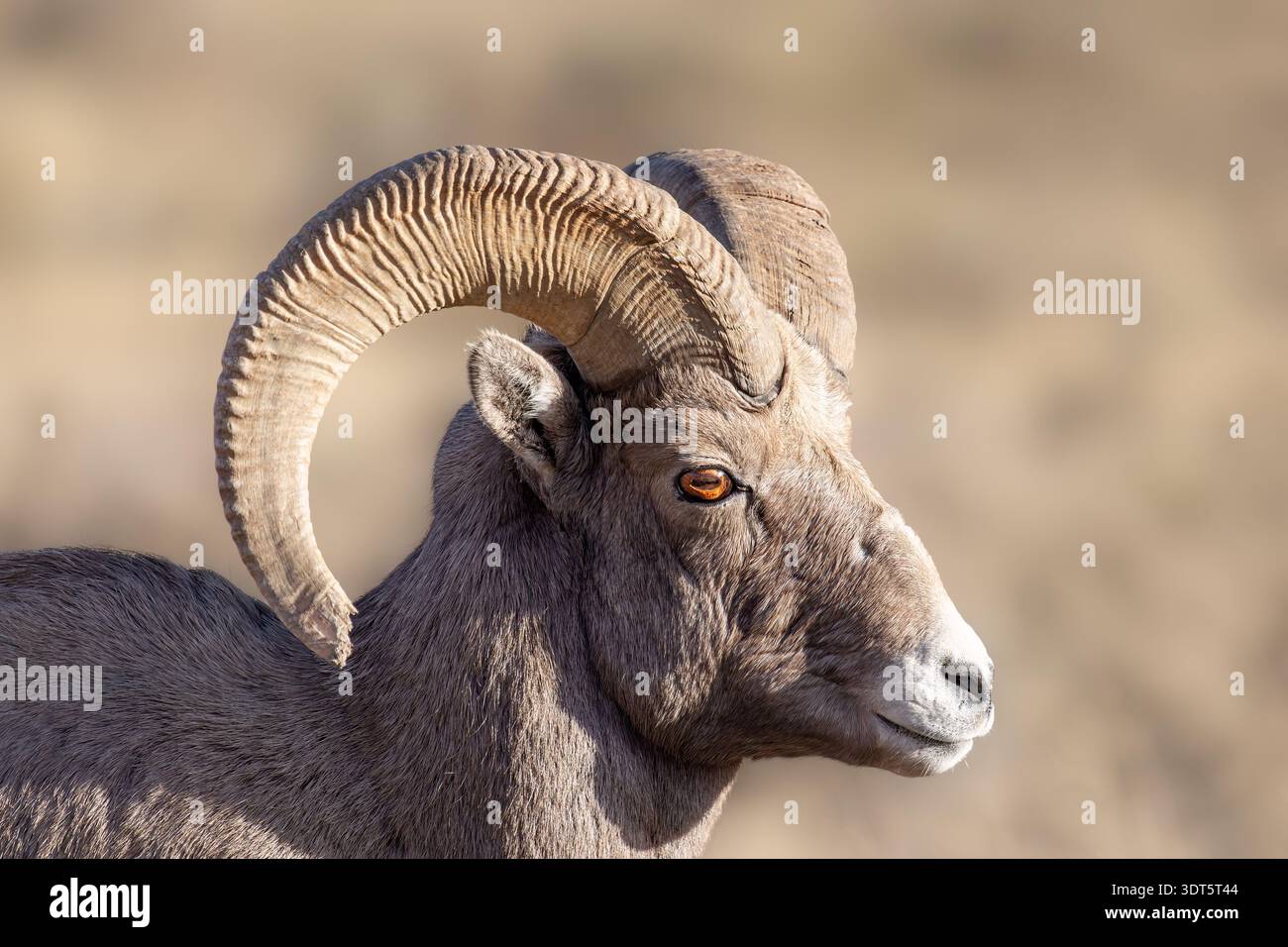 Primo piano di un montone di pecore di Rock Mountain Bighorn nel Wyoming Foto Stock