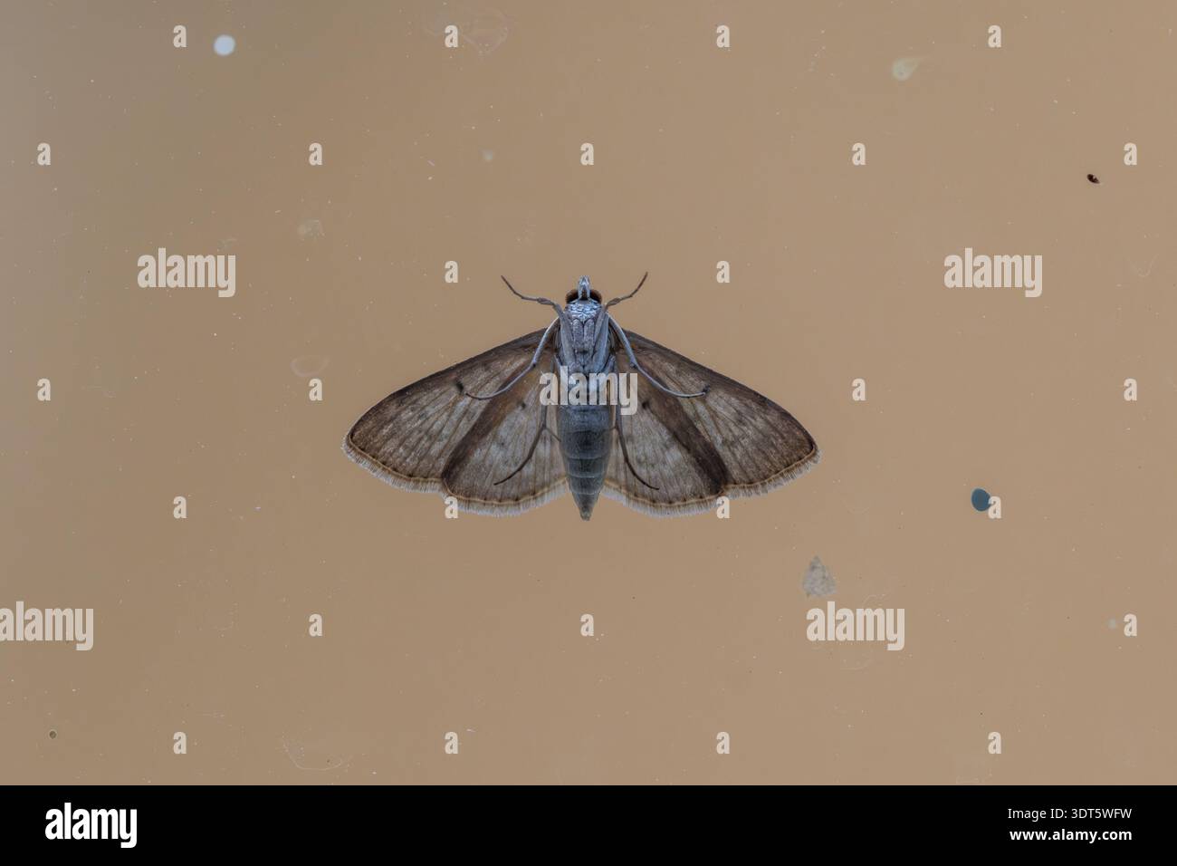 Falena del verme erboso (Herpetogramma licarsisalis) che riposa con ali sparse in vista ventrale su una superficie pianeggiante, il Cairo, Egitto Foto Stock