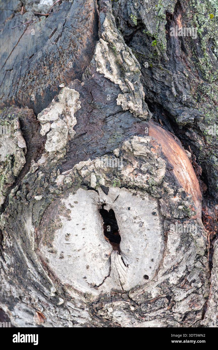 Primo piano di un vecchio tronco di albero con nodo vuoto Foto Stock