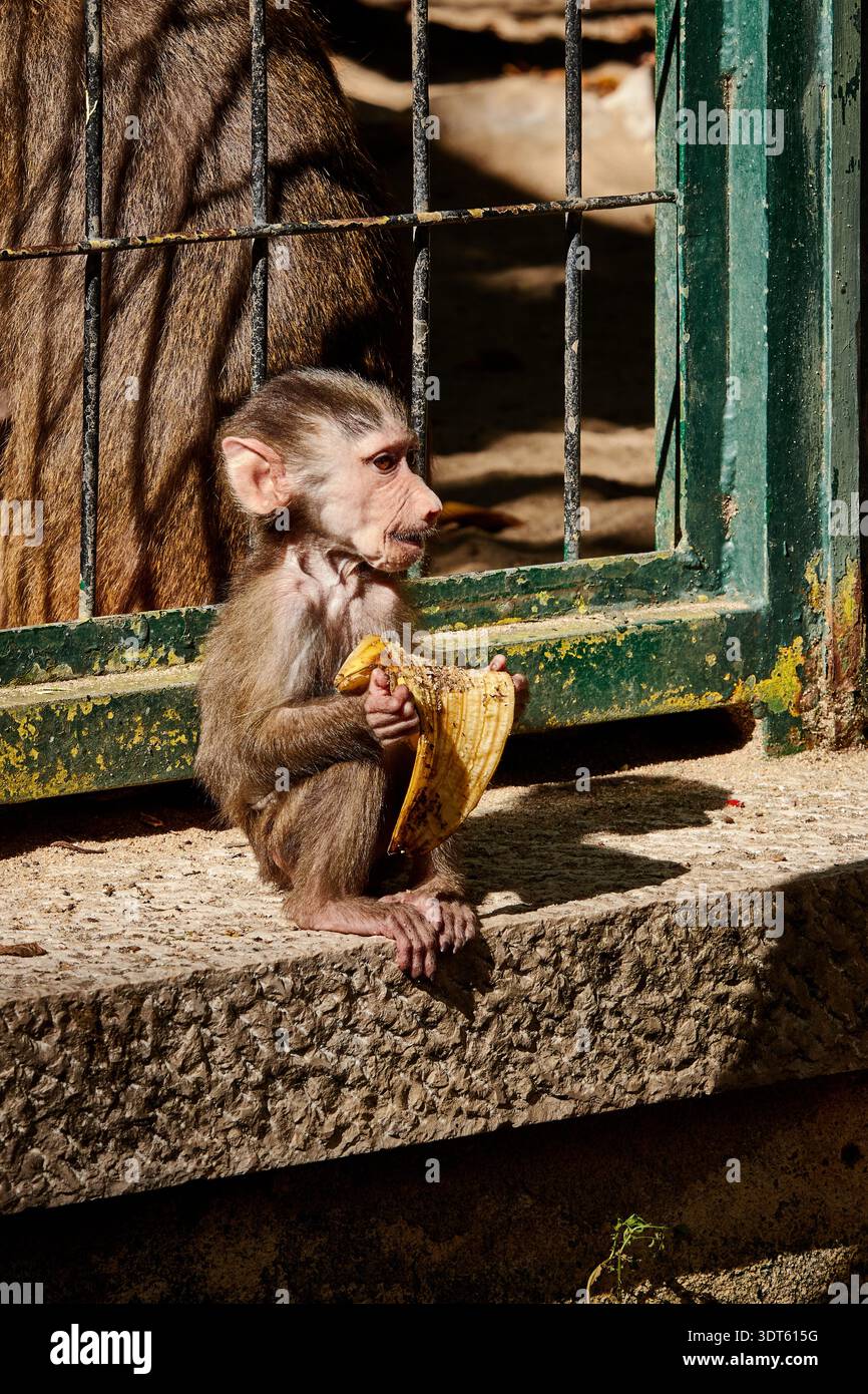 Baby scimmia seduto fuori dalla gabbia dello zoo, felice con la sua banana. Foto Stock